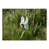 Wild White Canna Lily (Vorderseite (Horizontal))