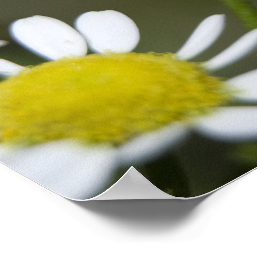 Wild White Daisies Poster (Ecke)