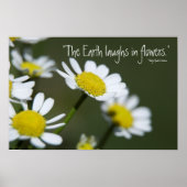 Wild White Daisies Poster (Vorne)