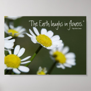 Wild White Daisies Poster