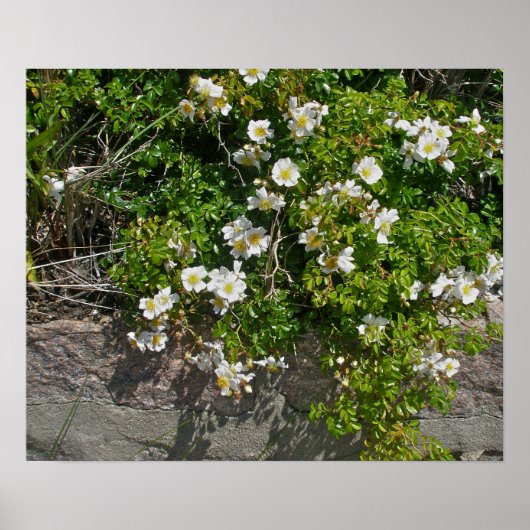 Wild-White Roses Poster am Strand (Vorne)