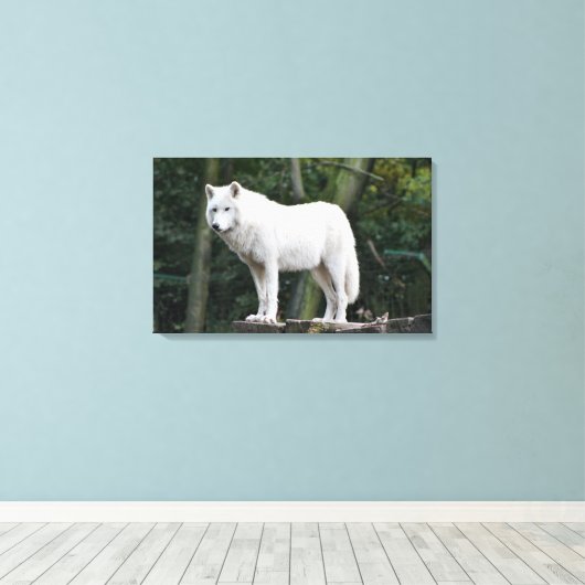 Wild White Wolf Leinwanddruck (Insitu (Holzboden))