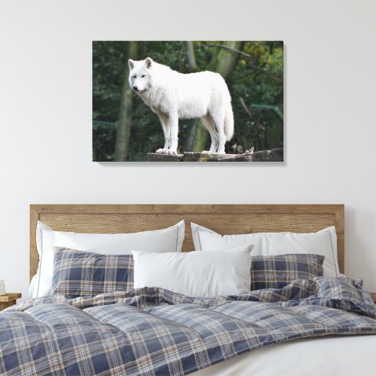 Wild White Wolf Leinwanddruck (Insitu (Schlafzimmer))