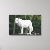Wild White Wolf Leinwanddruck (Vorderseite)