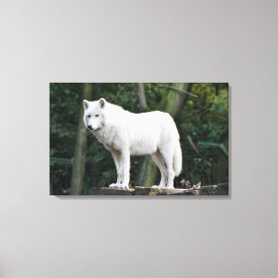 Wild White Wolf Leinwanddruck