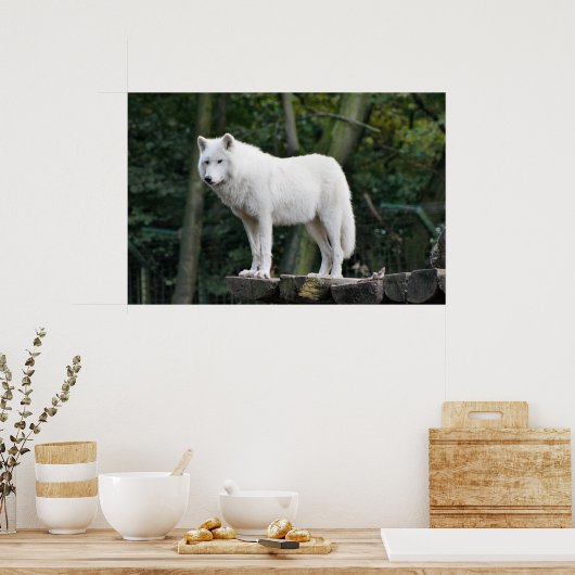 Wild White Wolf Poster (Küche)