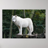 Wild White Wolf Poster (Vorne)