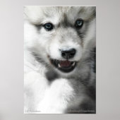 Wild Wolf Cub Poster (Vorne)