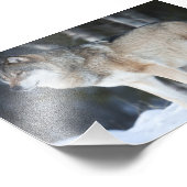 Wild Wolf Foto Print (Ecke)