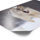 Wild Wolf Foto Print (Ecke)