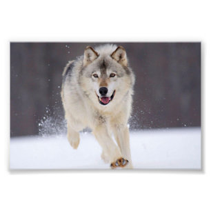 Wild Wolf Foto Print