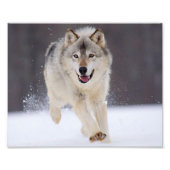 Wild Wolf Foto Print (Vorne)