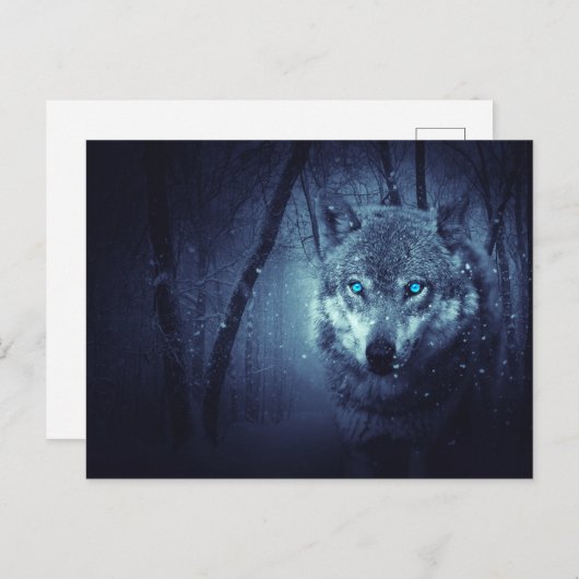 Wild Wolf mit schönen blauen Augen Postkarte (Vorne/Hinten)