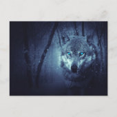 Wild Wolf mit schönen blauen Augen Postkarte (Vorderseite)