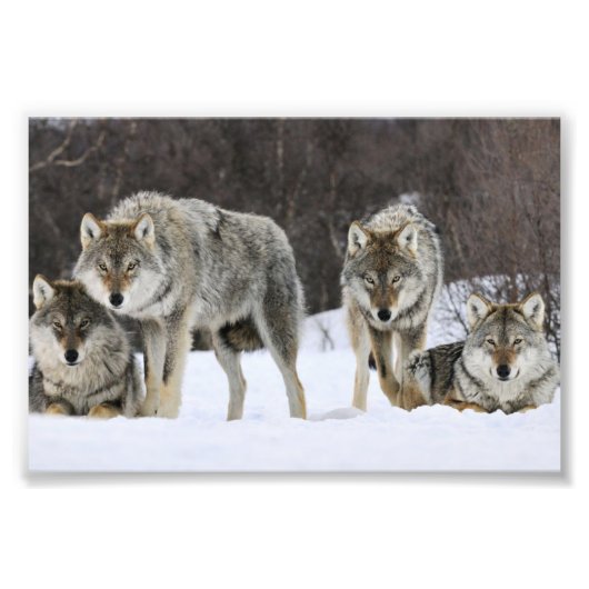 Wild-Wölfe-Fotoabzug Fotodruck (Vorne)