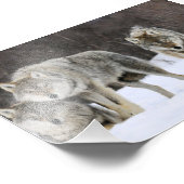 Wild Wolves Foto Print (Ecke)