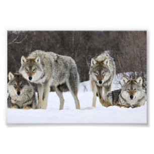 Wild Wolves Foto Print