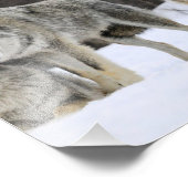 Wild Wolves Foto Print (Ecke)