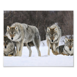 Wild Wolves Foto Print