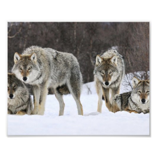 Wild Wolves Foto Print (Vorne)