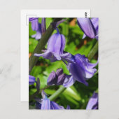 Wild Woodlands Bluebell Blume Postcard Postkarte (Vorne/Hinten)