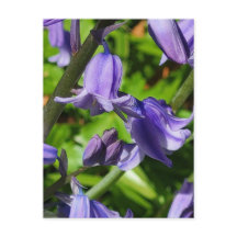 Wild Woodlands Bluebell Blume Postcard