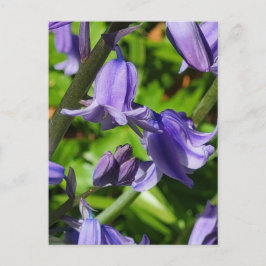 Wild Woodlands Bluebell Blume Postcard Postkarte