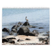 wild world of the Galapagos Kalender (Titelbild)