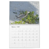 wild world of the Galapagos Kalender (Feb 2027)