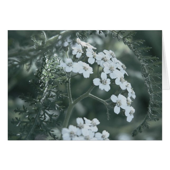 Wild Yarrow Card (Vorderseite (Horizontal))