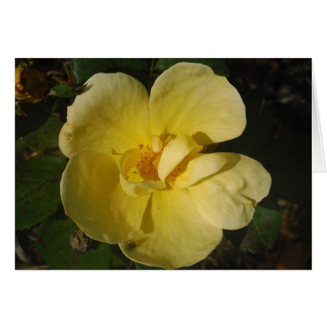 Wild Yellow Rose (Vorderseite (Horizontal))