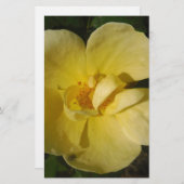 Wild Yellow Rose Briefpapier (Vorne/Hinten)
