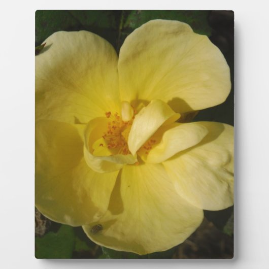 Wild Yellow Rose Fotoplatte (Vorderseite)