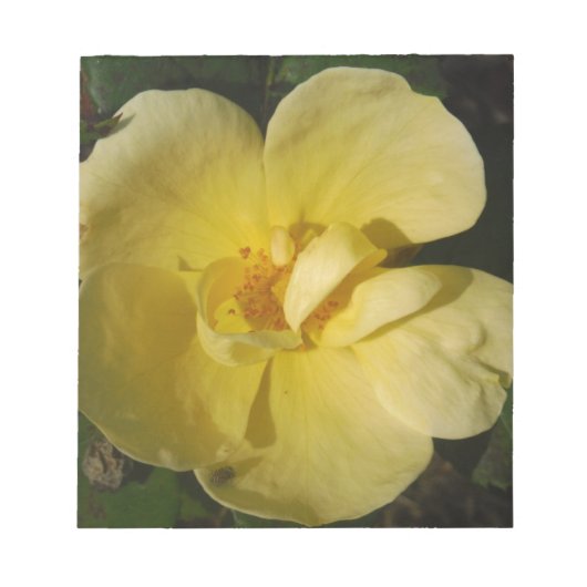 Wild Yellow Rose Notizblock (Vorderseite)
