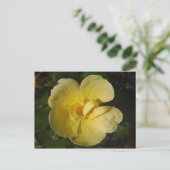 Wild Yellow Rose Postkarte (Stehend Vorderseite)