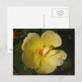 Wild Yellow Rose Postkarte (Vorne/Hinten)
