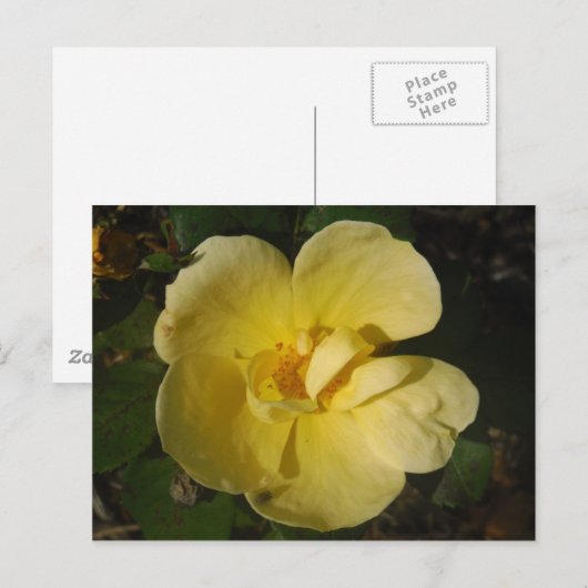 Wild Yellow Rose Postkarte (Vorne/Hinten)