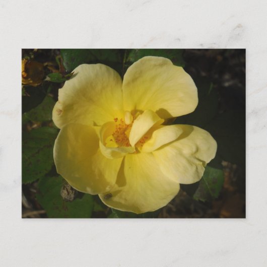 Wild Yellow Rose Postkarte (Vorderseite)