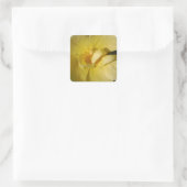 Wild Yellow Rose Quadratischer Aufkleber (Tasche)