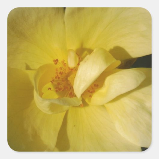 Wild Yellow Rose Quadratischer Aufkleber (Vorderseite)