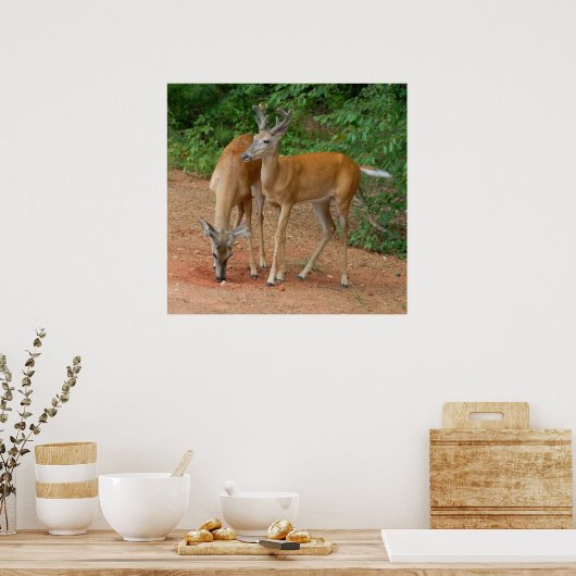 Wild Young Bucks Poster (Küche)