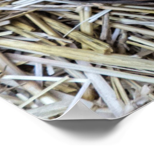 Wildafrikanischer Gurken Poster (Ecke)