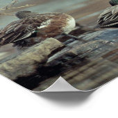 Wildamerikaner-Entenposter Poster (Ecke)