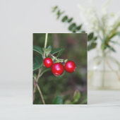 Wildbeeren (Vaccinium vitis-id) Postkarte (Stehend Vorderseite)