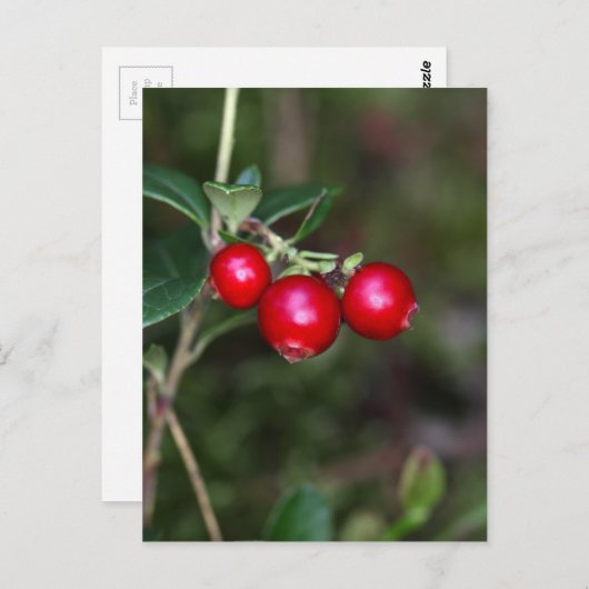 Wildbeeren (Vaccinium vitis-id) Postkarte (Vorne/Hinten)