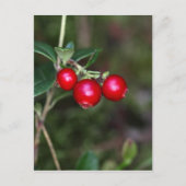 Wildbeeren (Vaccinium vitis-id) Postkarte (Vorderseite)