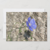 Wildblume (Vorderseite)