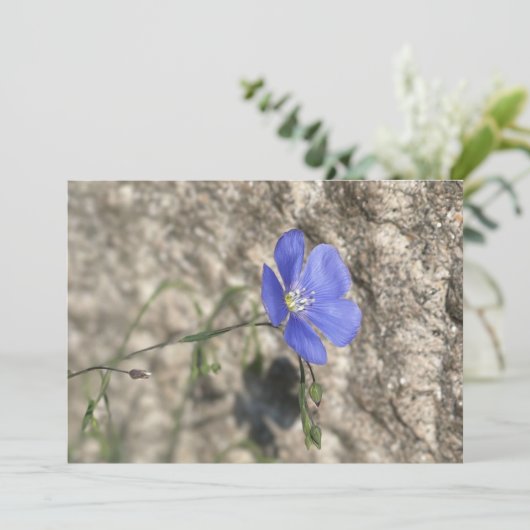 Wildblume (Stehend Vorderseite)