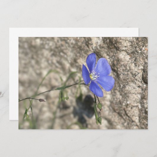 Wildblume (Vorne/Hinten)