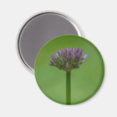 Wildblume Allium Magnet (Vorderseite/Rückseite)
